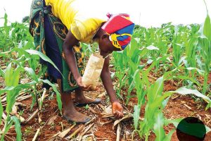 A Farmer In Her Maize Garden