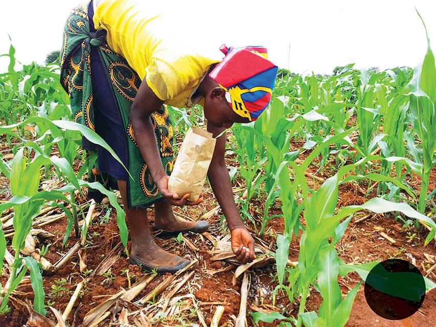 A Farmer In Her Maize Garden